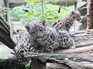 Trojatm snnch levhart v jihlavsk zoologick zahrad u jsou dva msce,...