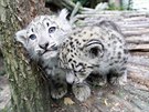 Trojatm snných levhart v jihlavské zoologické zahrad u jsou dva msíce,...