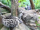 Trojatm snnch levhart v jihlavsk zoologick zahrad u jsou dva msce,...