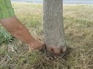 U Lidlu v Karlovch Varech neznm pachatel pokodil stromoad