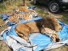 Veterinái v Bioparku ve títu uspali lva a dva tygry.