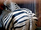 Zebra v brnnsk zoo