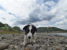 Vyschlé Labe v Ústí nad Labem. V korytu eky si hrají dti a lidé vení psy.