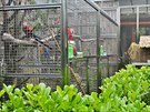 Jedinou evropskou papouí zoo mají v Boovicích na Vykovsku manelé krhákovi.