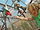 Jedinou evropskou papouí zoo mají v Boovicích na Vykovsku manelé krhákovi.