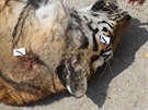 Celní správa a policisté nali pi razii mrtvého tygra a dalí zvíata. ásti...