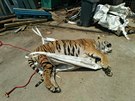 Celní správa a policisté nali pi razii mrtvého tygra a dalí zvíata. ásti...
