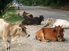Krávy jsou v Indii vude. I na dálnici. Nezbývá ne pibrzdit a zvíe pomalu...