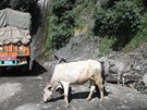 Typický obrázek dopravy v Indii