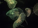 Krásně nasvícené medúzy v manilském akváriu