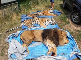 Uspaná zvířata v Bioparku Štít na Hradecku (16. 7. 2018)