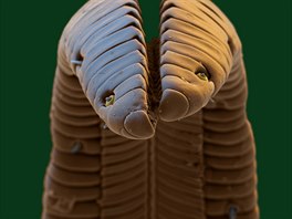 Microcosmos (Brandon Broll)