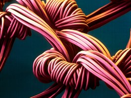 Microcosmos (Brandon Broll)