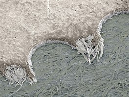 Microcosmos (Brandon Broll)