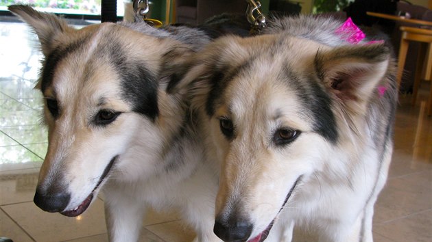 Naklonovaní psi Mira a MissyToo. Jsou údajn prvními komern naklonovanými...