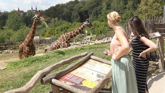 Po nedávném uhynutí osmiletého Manua mohou návštěvníci jihlavské zoologické zahrady obdivovat už jen dva žirafí samce – Zuberiho a Paula.
