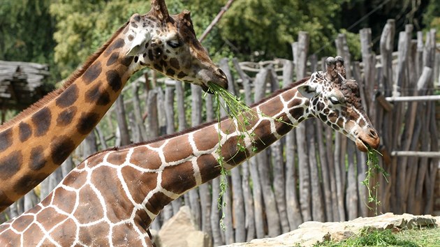 Po nedvnm uhynut osmiletho Manua mohou nvtvnci jihlavsk zoologick zahrady obdivovat u jen dva iraf samce  Zuberiho a Paula.