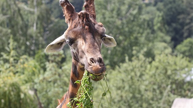 Po nedvnm uhynut osmiletho Manua mohou nvtvnci jihlavsk zoologick zahrady obdivovat u jen dva iraf samce  Zuberiho a Paula.