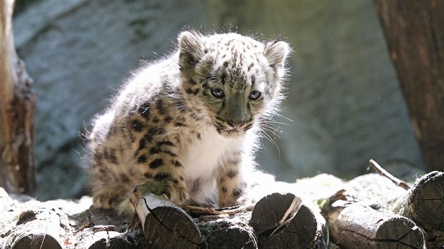 Trojčatům sněžných levhartů v jihlavské zoologické zahradě už jsou dva měsíce, narodila se 6. května.