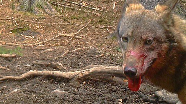 Fotopast umístěná u jednoho z krmelců v Národním parku České Švýcarsko zachytila vlka při stržení laně.
