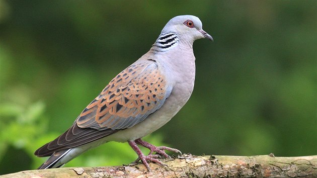 Hrdlika divok (Streptopelia turtur)