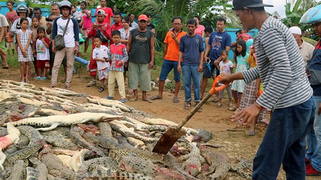 V indonsk chovn farm zabil krokodl lovka. Tamn obyvatel se rozhodli ztrtu pomstt - vzali noe, kladiva a usmrtili tm 300 krokodl.