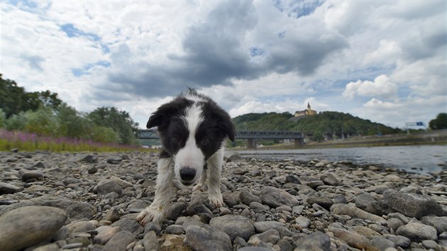 Vyschlé Labe v Ústí nad Labem. V korytu řeky si hrají děti a lidé venčí psy.