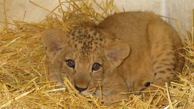 Aktuální snímek mláděte v přírodě vyhubeného lva berberského, které se narodilo v polovině května v zoologické zahradě na Svatém Kopečku. (17. července 2018)