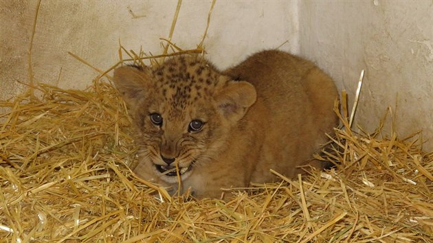 Aktuální snímek mláděte v přírodě vyhubeného lva berberského, které se narodilo v polovině května v zoologické zahradě na Svatém Kopečku. (17. července 2018)