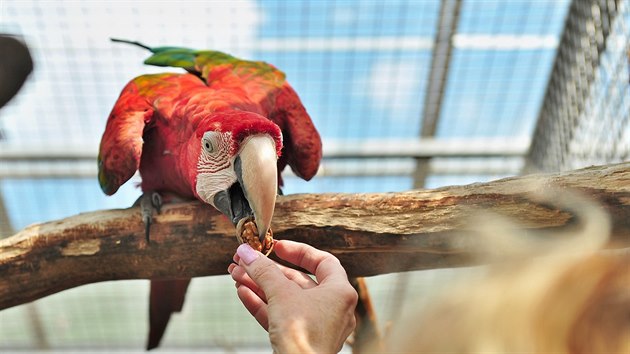 Jedinou evropskou papouščí zoo mají v Bošovicích na Vyškovsku manželé Škrhákovi.