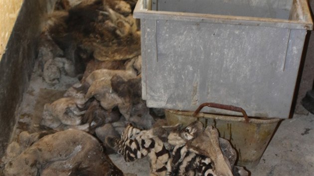 Celní správa a policisté našli při razii našli mrtvého tygra a další zvířata. Části tygra se prodávaly dalším zájemcům, například i v pražské tržnici SAPA (18.7.2018)