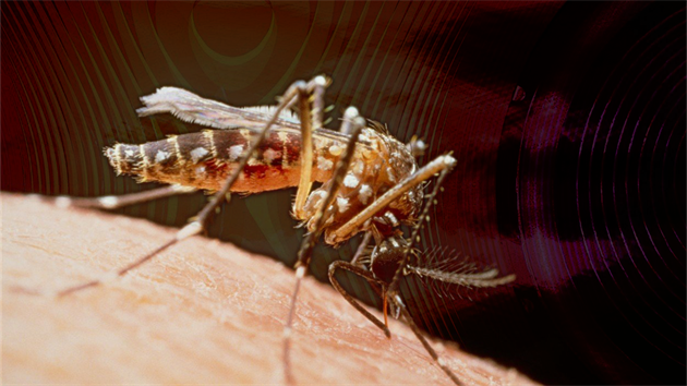 Nechají se komá�i od své hostiny odradit ultrazvukem?