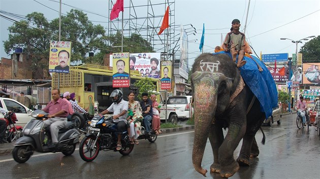 Doprava pro otrlé: kromě běžných dopravních prostředků musíte v Indii počítat i s krávami a se slony.
