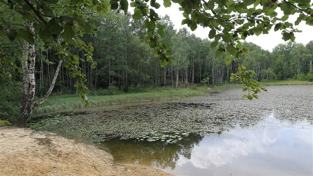 Lesy u Vlčího jezera na Děčínsku