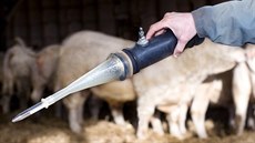 Odebrané býí sperma