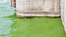 V Brnnské pehrad kvli zelené vod plné sinic hygienici zakázali po deseti...