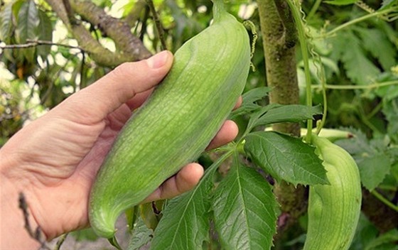 Ačokča, zvaná též paprikookurka, je bujně rostoucí liána s plody, které...