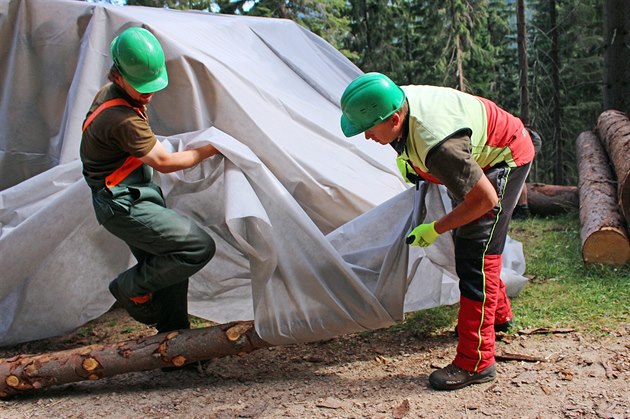 Lesníci ze Správy KRNAP aplikují chemický postik na kmeny napadené krovcem...