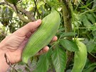 Ačokča, zvaná též paprikookurka, je bujně rostoucí liána s plody, které...