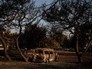 Po požárech v řecké obci Mati zbyla jen spálená auta. (25. července 2018)