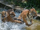 Malajští tygři bojují jako druh o přežití, nejen proto je každý  odchov...