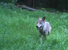 Fotopast poprvé zachytila vlka na eské stran Krkono 21. ervna 2018.