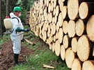 Lesníci ze Správy KRNAP aplikují chemický postik na kmeny napadené krovcem...