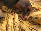 Zimbabwe vyexportovalo nejvíc tabáku v historii. Místní ekonomika díky tomu...
