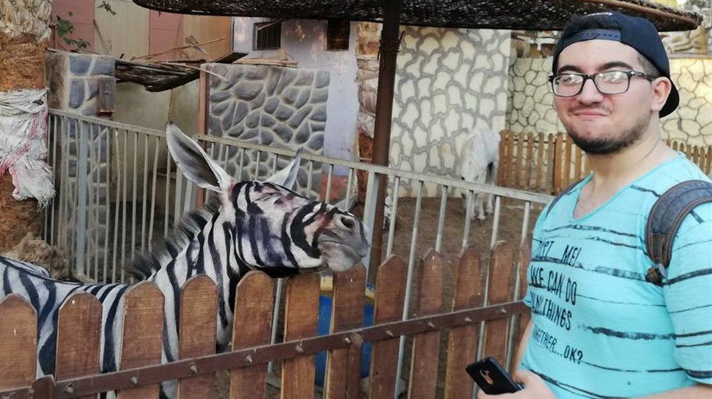 Zoologická zahrada v Káhi�e pomalovala osla, aby vypadal jako zebra (21....