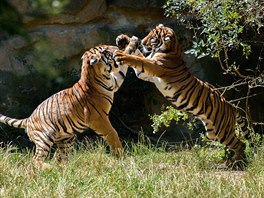 Bulan a Wanita, devítiměsíční tygři malajští, mláďata kriticky ohroženého...