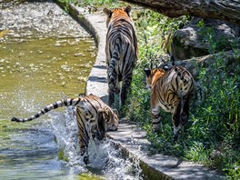 Devítiměsíční malajská tygřata následující svoji matku. 