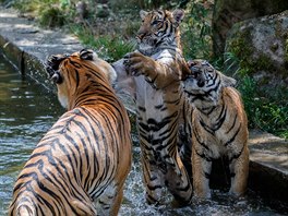 Tahle tygří rodina má štěstí. Mají vlastní teritorium, o které se nemusejí...