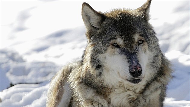 Vlk chovaný v chomutovském zooparku byl jedním z nejstarších vlků euroasijských ze všech evropských zoo.