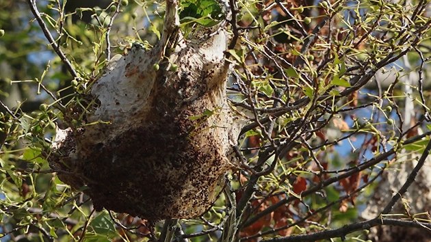 Housenky obalují stromy pavučinkami a okusují pod nimi listy.